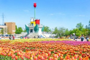 ‘Cung điện hoa tulip’ rực rỡ ở Nhật Bản