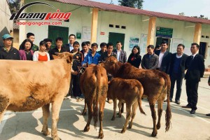 Hoàng Long CMS trao tặng bò giống giúp đồng bào nghèo Hà Giang